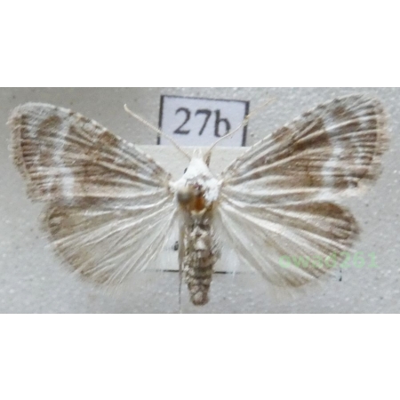 Meganola albula (Denis & Schiffermüller, 1775) Slovakia27b